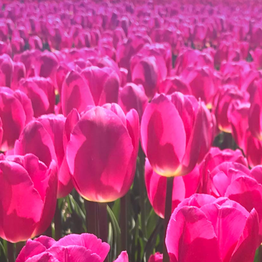 Premium Tulips Flower Delivery St. John's Flower Studio