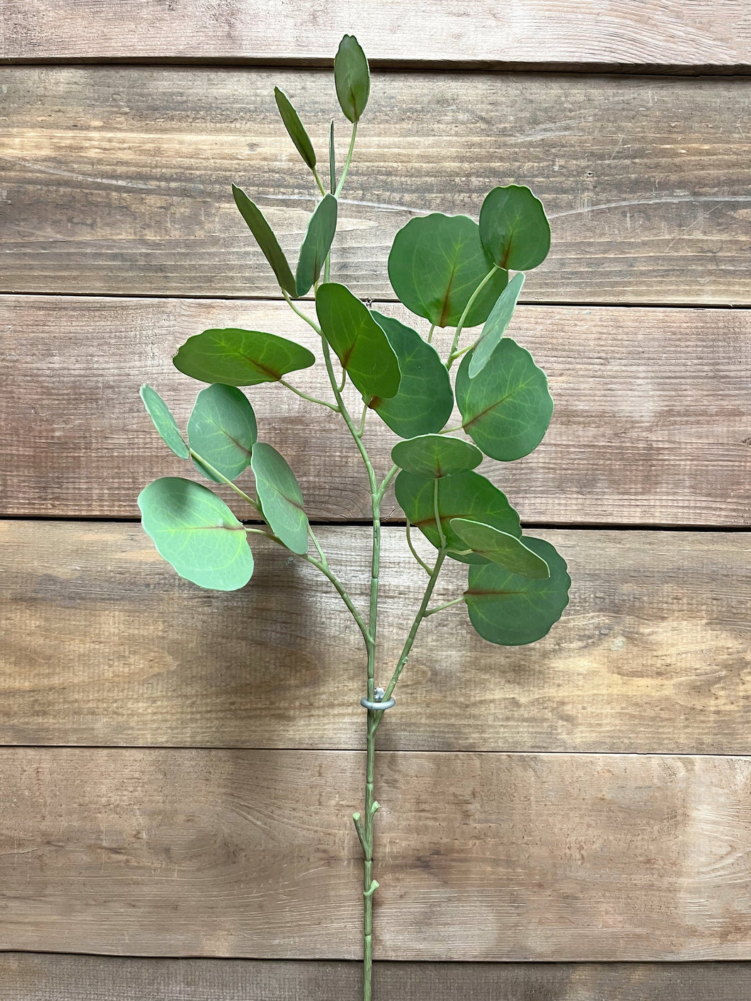Fresh Touch Silver Dollar Eucalyptus Stem