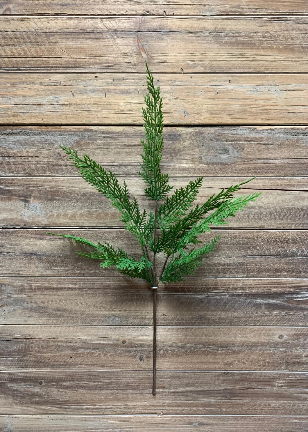 Sequoia Cypress Spray