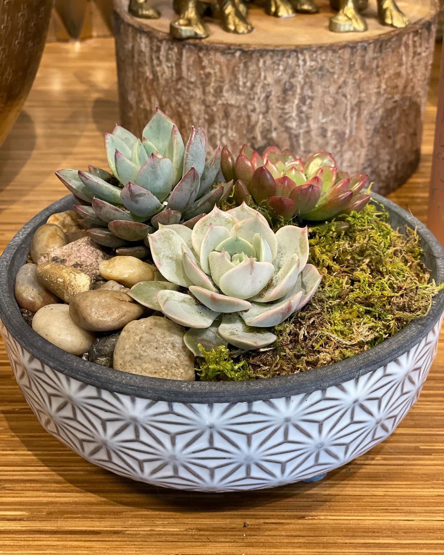 succulent bowl design Designer's Choice Succulent Bowl – Flower Studio
