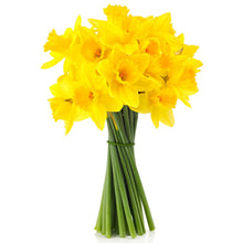 Daffodil Special