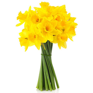 Daffodil Special