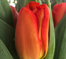 Vanco Tulips Special!