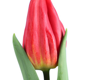 Vanco Tulips Special!