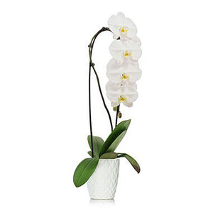 White Phalaenopsis Orchid waterfall style in white ceramic pot available in Classic or Premium double stemmed planter available now at Flower Studio in St. John's Newfoundland.