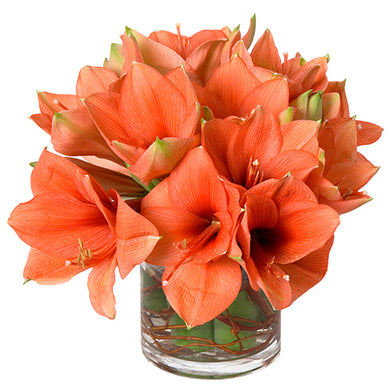 Holiday Christmas flower design featuring all amaryllis arranged in clear glass vase arranged in Flower Studio style.